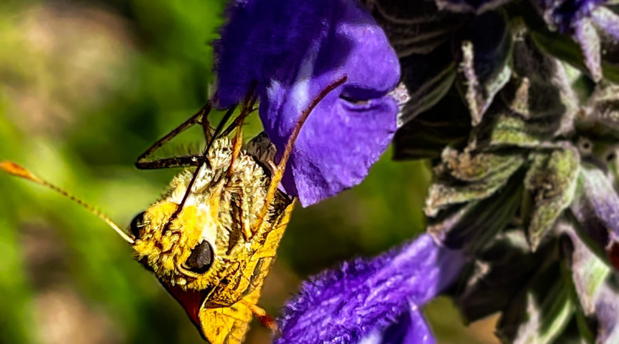 A fiery skipper hangs upside down while feeding on a lyreleaf sage flower.