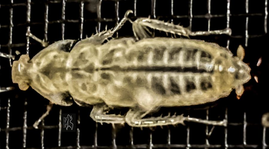 Another Unusual Florida Curiosity:  An Albino Palmetto Bug