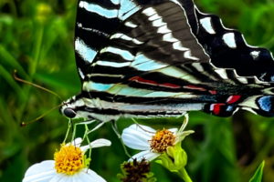 The zebra swallowtail is a strikingly colorful Florida butterfly.