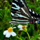 The Beautiful Zebra Swallowtail is a Strikingly Colorful Butterfly