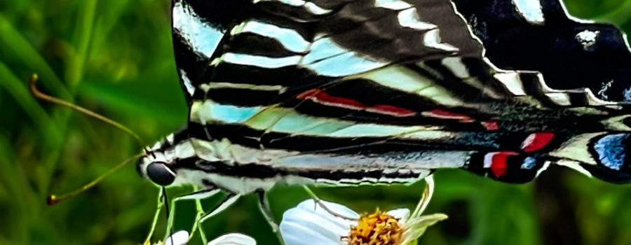 The zebra swallowtail is a strikingly colorful Florida butterfly.