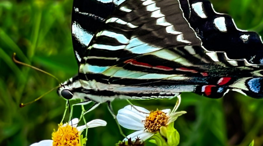 The zebra swallowtail is a strikingly colorful Florida butterfly.