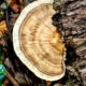 Trametes cubensis is a Beautiful, Beneficial Fungus