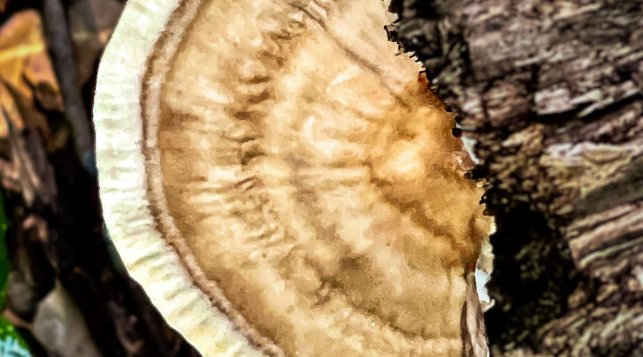 Trametes cubensis is a species of fungi in the bracket fungi family.