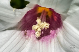 This closeup photo of an Alamo vine flower shows it’s beautiful pink and yellow center and white stamens with pollen.