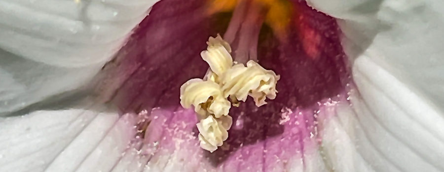 This closeup photo of an Alamo vine flower shows it’s beautiful pink and yellow center and white stamens with pollen.