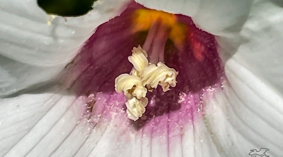 This closeup photo of an Alamo vine flower shows it’s beautiful pink and yellow center and white stamens with pollen.