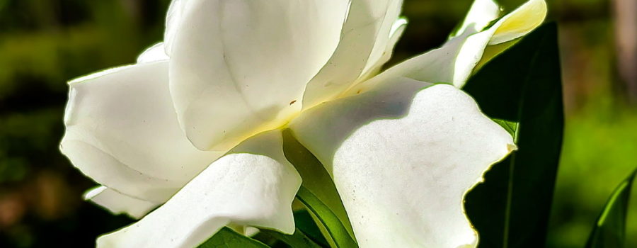 A gardenia flower is in full bloom at an unusual time in August