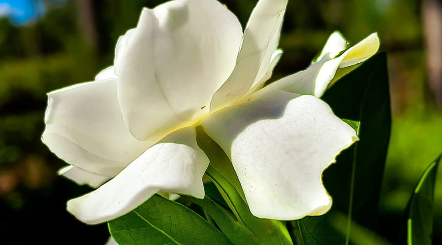 A gardenia flower is in full bloom at an unusual time in August