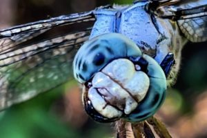 A Colorful and Curious Great Blue Skimmer