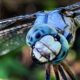 A Colorful and Curious Great Blue Skimmer