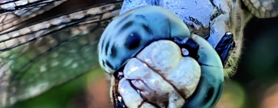 A Colorful and Curious Great Blue Skimmer