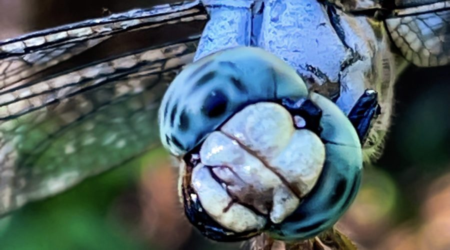 A Colorful and Curious Great Blue Skimmer