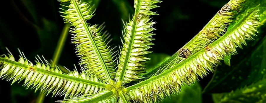 Multiple spreading spikes of seeds are a feature of Egyptian or crowfoot grass.