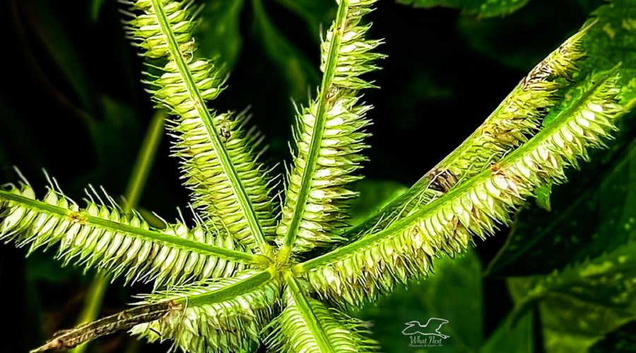 Multiple spreading spikes of seeds are a feature of Egyptian or crowfoot grass.