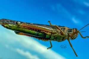 An American bird grasshopper shot through a windshield shows off it’s colors.