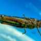 A Grasshopper on the Windshield Led to Beautiful,  Unusual Photos
