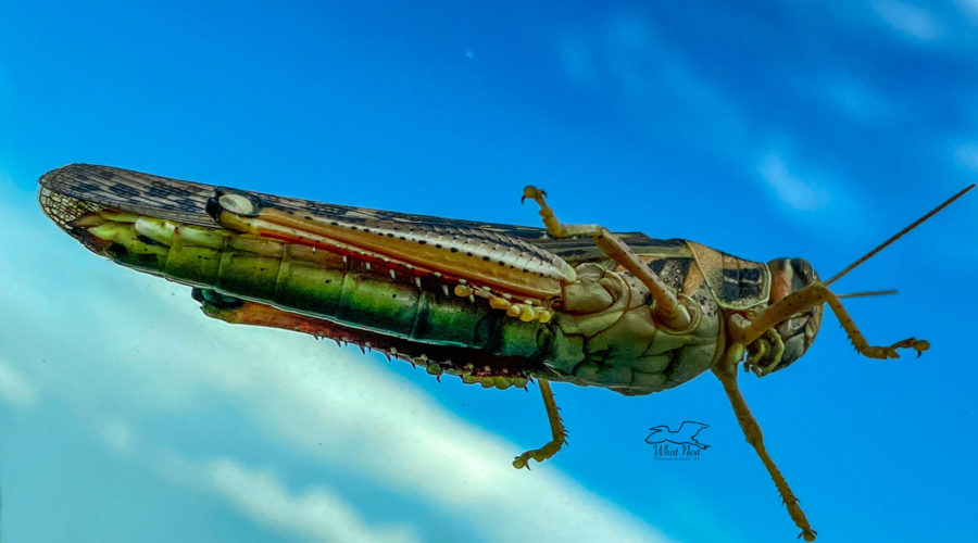 An American bird grasshopper shot through a windshield shows off it’s colors.
