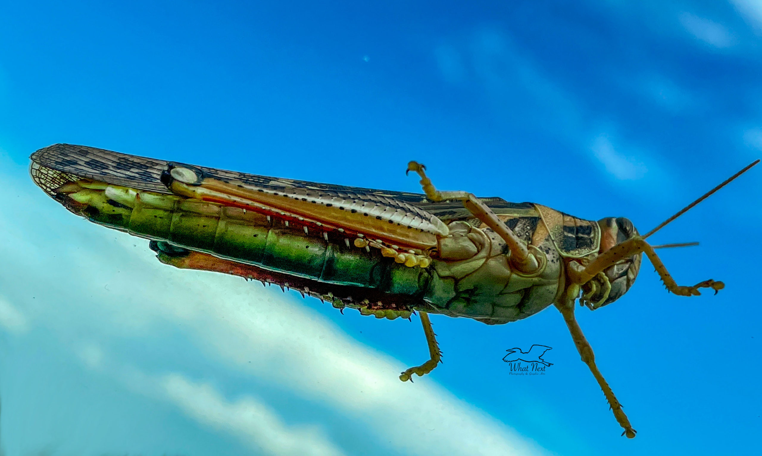 Giant Grasshopper Shot