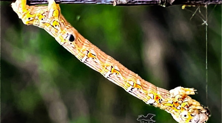 The larva of the woolly gray moth is often called an inchworm since it moves by arching and then extending.