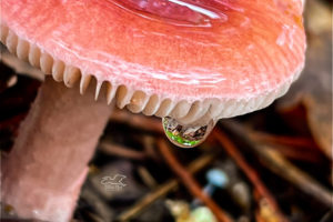 Precipitation drips off the side of a rosy Russula mushroom after a thunderstorm.