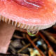 The Summer Heat and Precipitation Lead to Beautiful Mushrooms