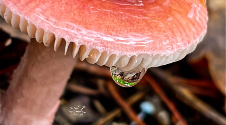 Precipitation drips off the side of a rosy Russula mushroom after a thunderstorm.