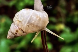 A manatee tree snail twists it’s body around to allow it to crawl down a pair of pine needles.