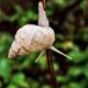 A Manatee Tree Snail is Able to Do Interesting Contortions