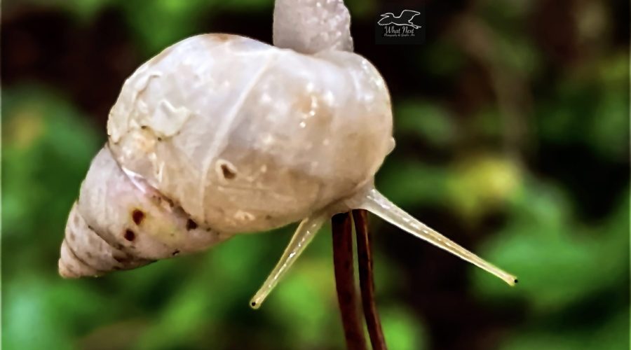A manatee tree snail twists it’s body around to allow it to crawl down a pair of pine needles.