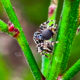 The White Cheeked Jumping Spider is a Great Hunter
