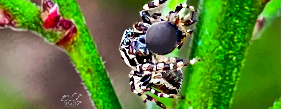 A common white cheeked jumping spider has just grabbed and bitten his prey.