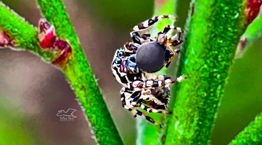 A common white cheeked jumping spider has just grabbed and bitten his prey.