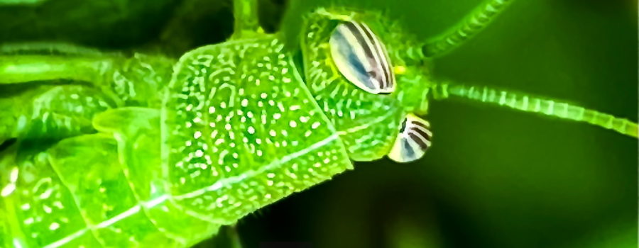 An Egyptian locust, a species of short horned grasshoppers, has very interesting black and white striped eyes.