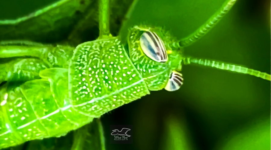 An Egyptian locust, a species of short horned grasshoppers, has very interesting black and white striped eyes.