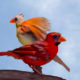 A Pair of Beautiful Young Cardinals Make Good Subjects for Drawing