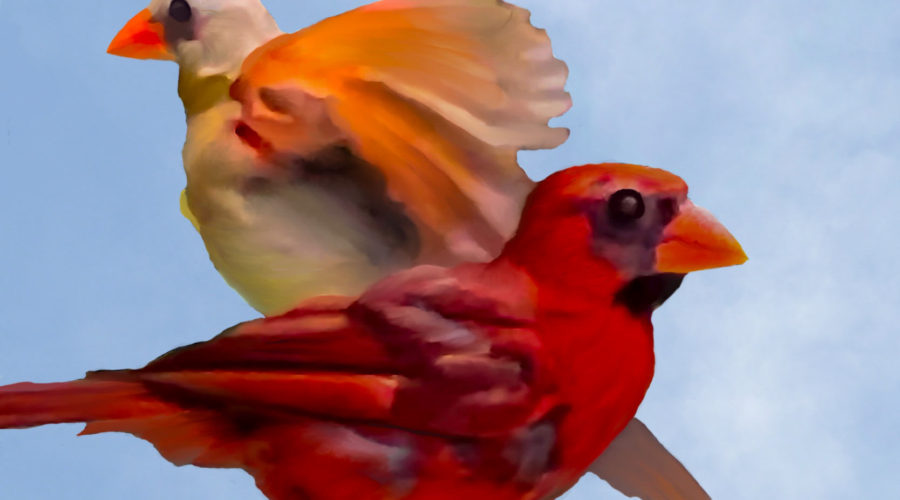 A pair of young cardinals perch on the branches of an oak tree near their nest.