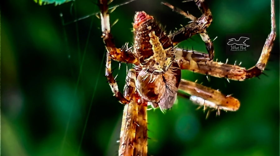 A spotted orb weaver heads down her web after an insect that has flown into it.