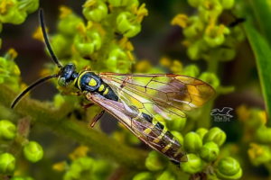 A five banded thynnid wasp enjoys a summer snack on winged sumac nectar.