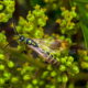 Winged Sumac is Great for Attracting Pollinators