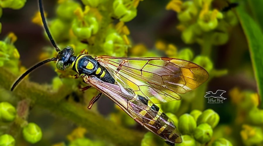 A five banded thynnid wasp enjoys a summer snack on winged sumac nectar.