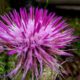 Photo Essay: The Life of a Beautiful Thistle Flower