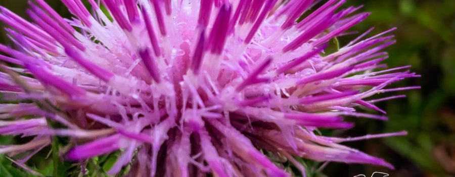 The thistle flower is in full bloom and brightly colorful.