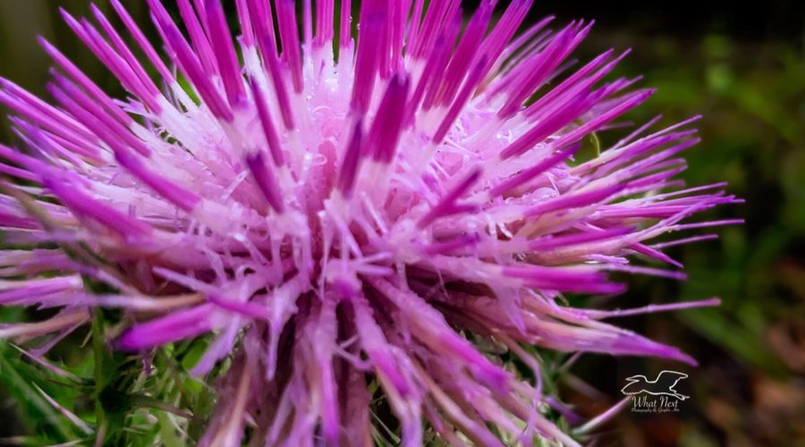 The thistle flower is in full bloom and brightly colorful.