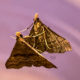 An Unusual, Comical Image of a Discolored Renia Moth