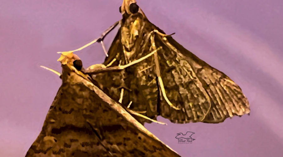 A discolored renia moth perches on a glass mirror, making it look like it’s dancing with itself.
