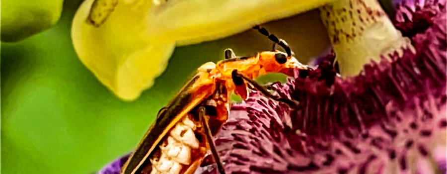A marginated leather wing beetle feeds on the nectar of a passion fruit flower.