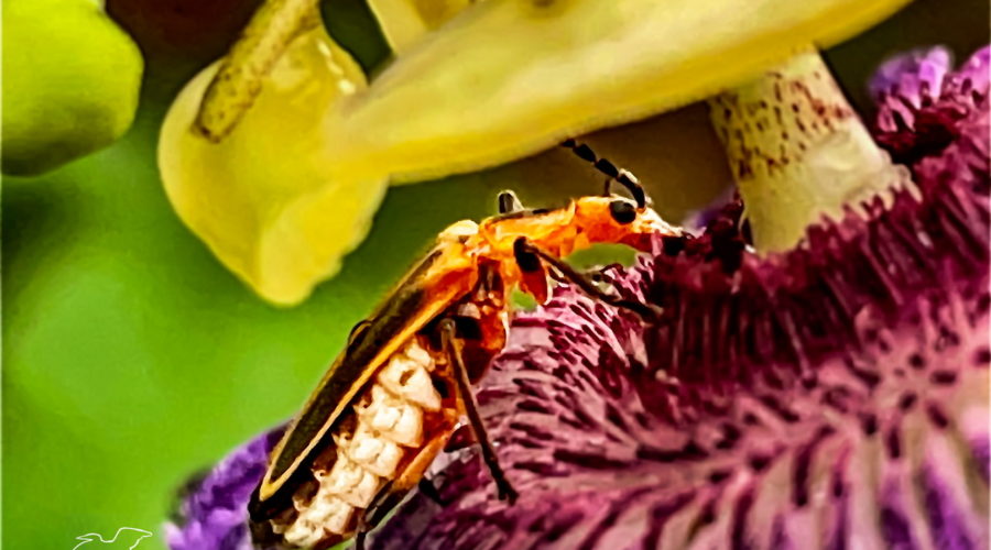 A marginated leather wing beetle feeds on the nectar of a passion fruit flower.