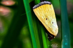 An adult black bordered lemon moth perches amount the grasses it calls home.