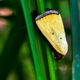 The Beautiful Black Bordered Lemon Moth Eats Weeds and Nectar